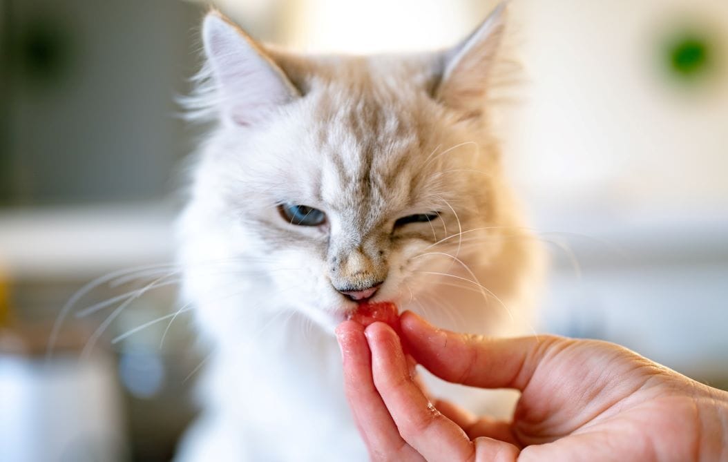 Kucing Makan Buah-Buahan: Apakah Aman?